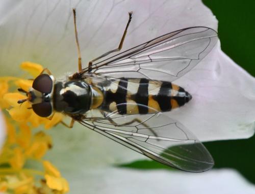 Réf. 343 626 : Meliscaeva auricollis